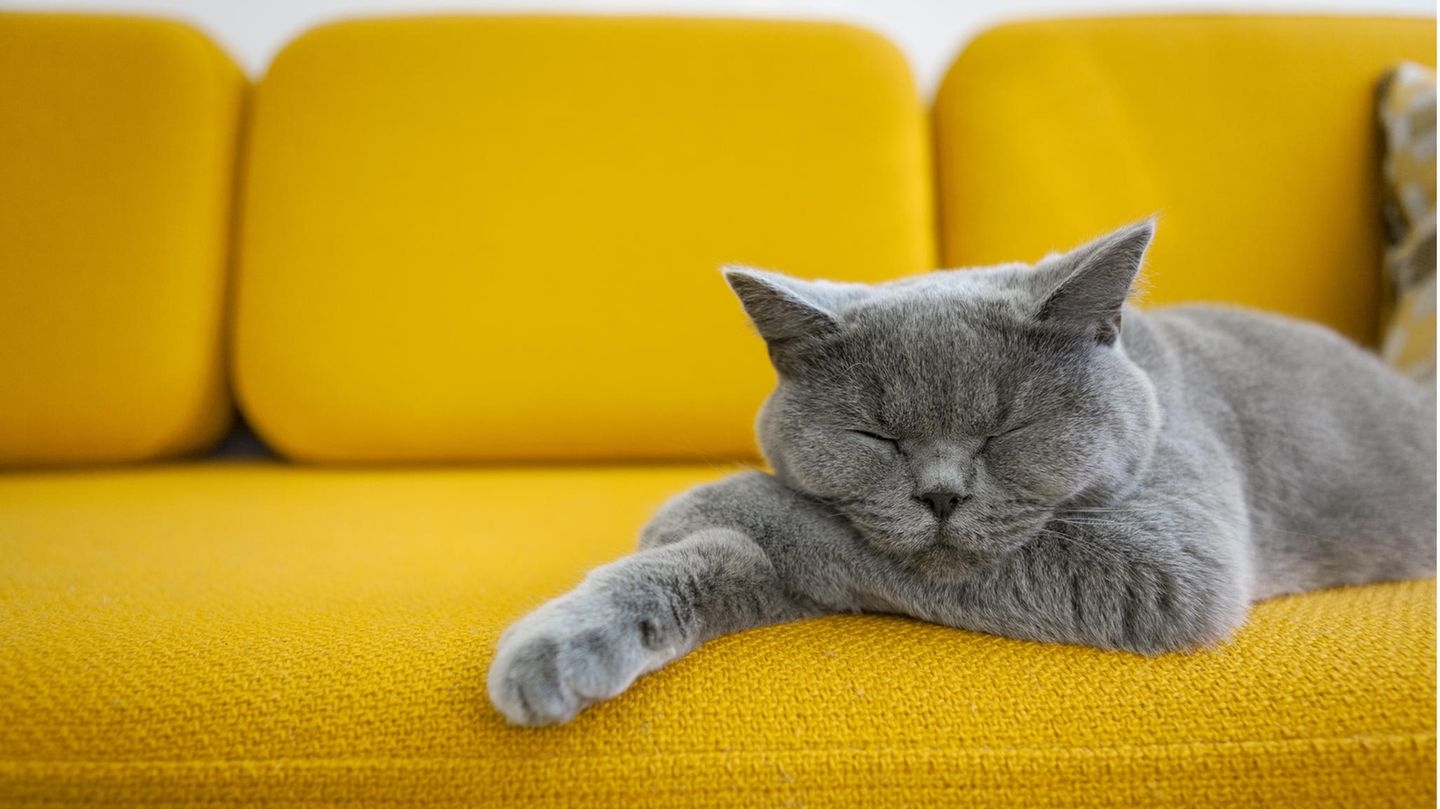 Fat-Cat-Syndrom: Wie das Mindset einer zufriedenen Katze dich daran hindert, erfolgreich zu werden