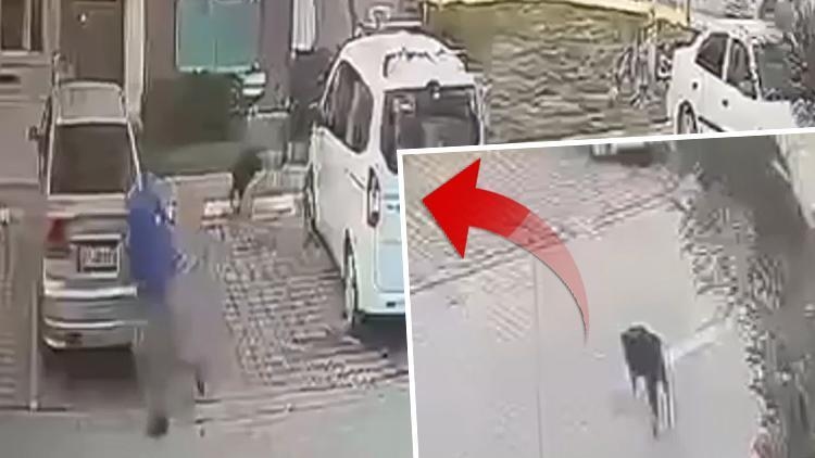 He was injured in the attack of a stray dog! He won the compensation case he filed against the Istanbul Metropolitan Municipality... 'I did not file this case for money'