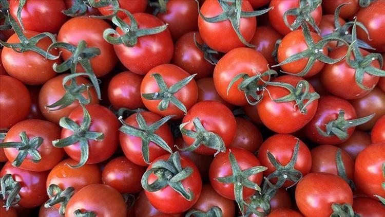 ¡Los tomates resultaron ser el antepasado de las patatas!