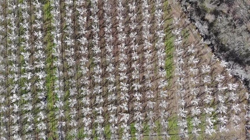 400 alberi hanno lasciato sbalorditi chi li ha visti! Alcuni pensano che sia sbocciato un fiore, altri che sia stata spruzzata della schiuma…