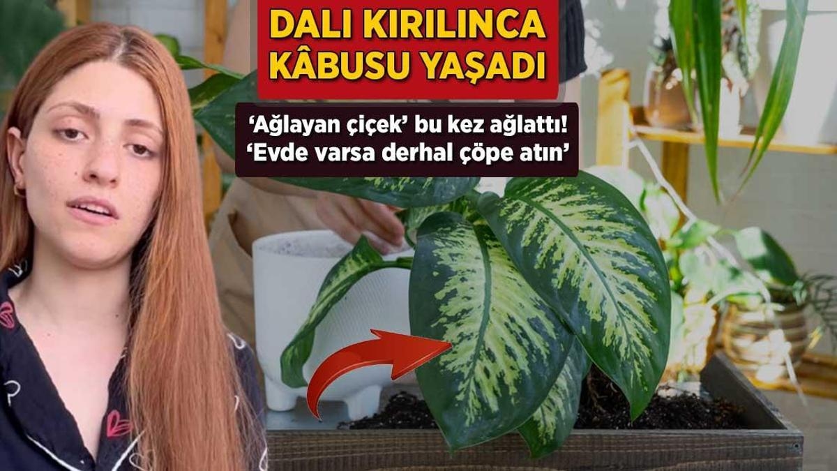 „Wenn Sie diese Blume zu Hause haben, werfen Sie sie sofort weg.“ Ist die Dieffenbachie (Tränenblume) giftig?