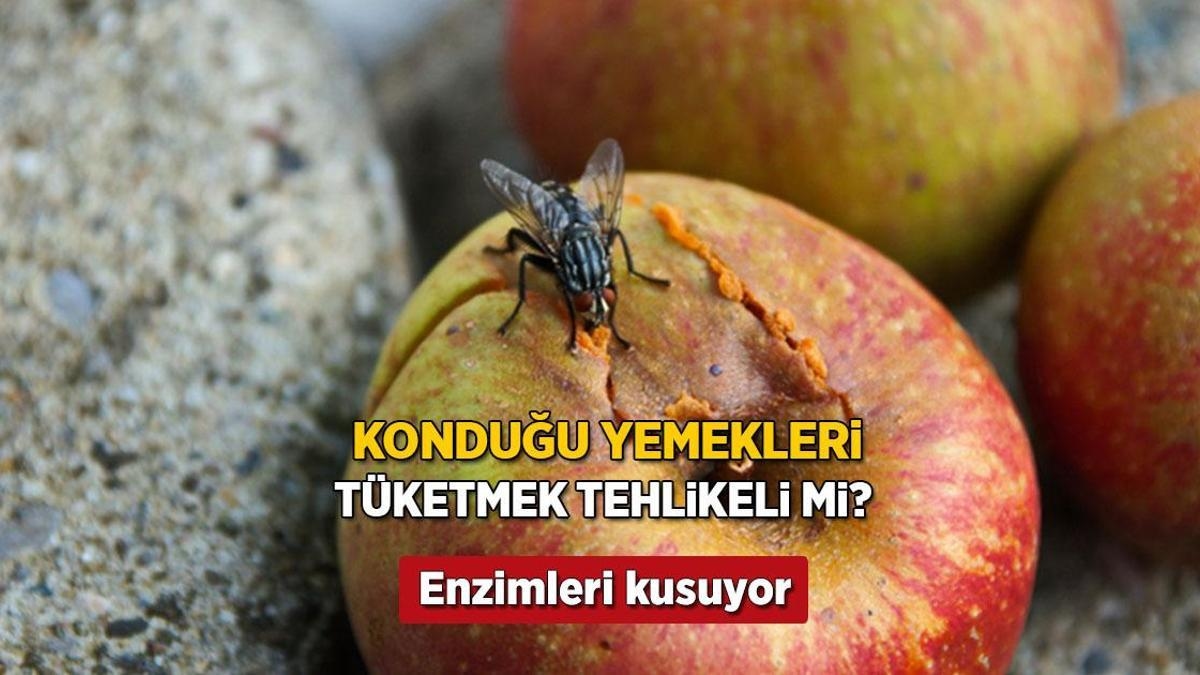 Yemeğe konan sinek böyle mahvediyor! Nerede gezindiği önemli, meğer zehirmiş
