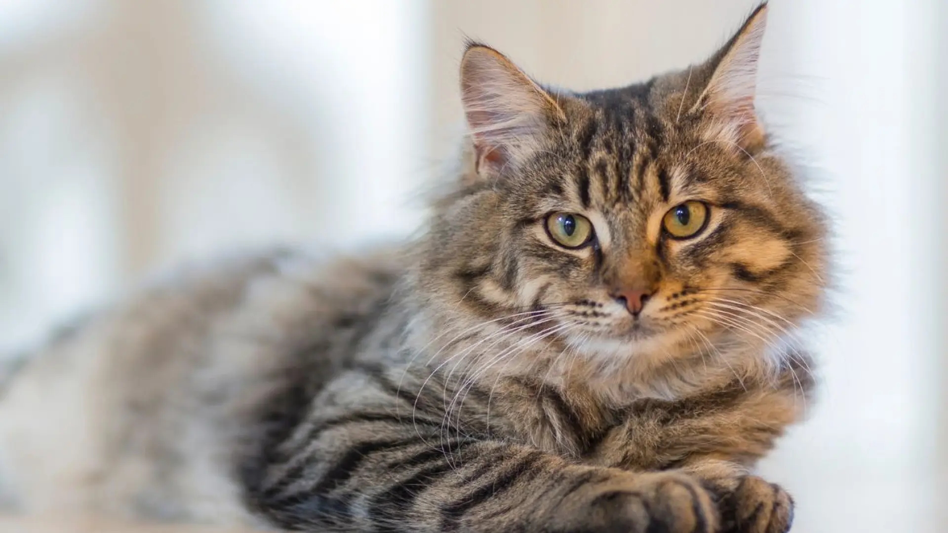 Científicos españoles recrean corazones de gatos en 3D para prevenir trombos en humanos y animales