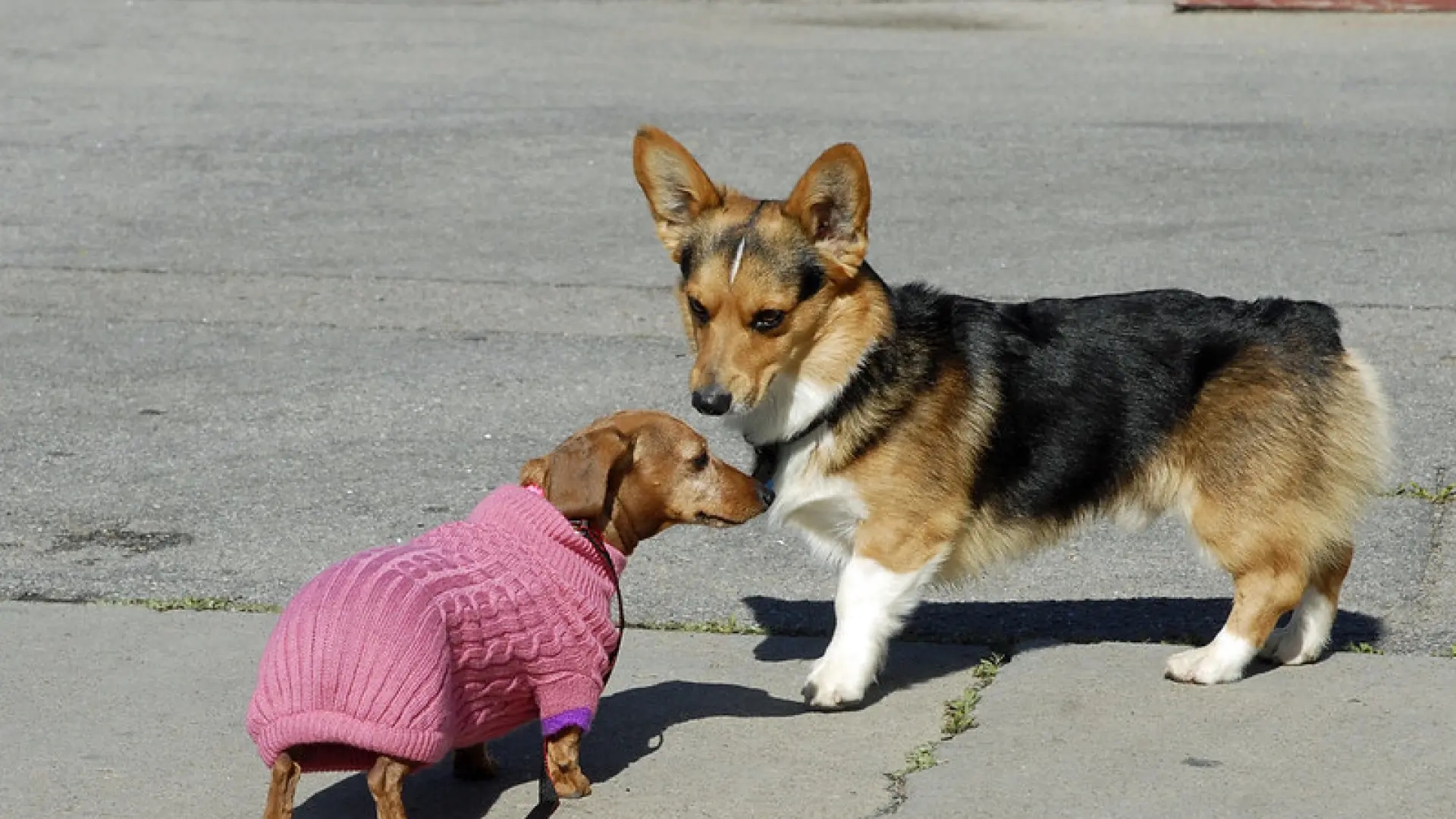 Dog breeds with dwarfism, a genetic mutation that impacts their health and well-being.