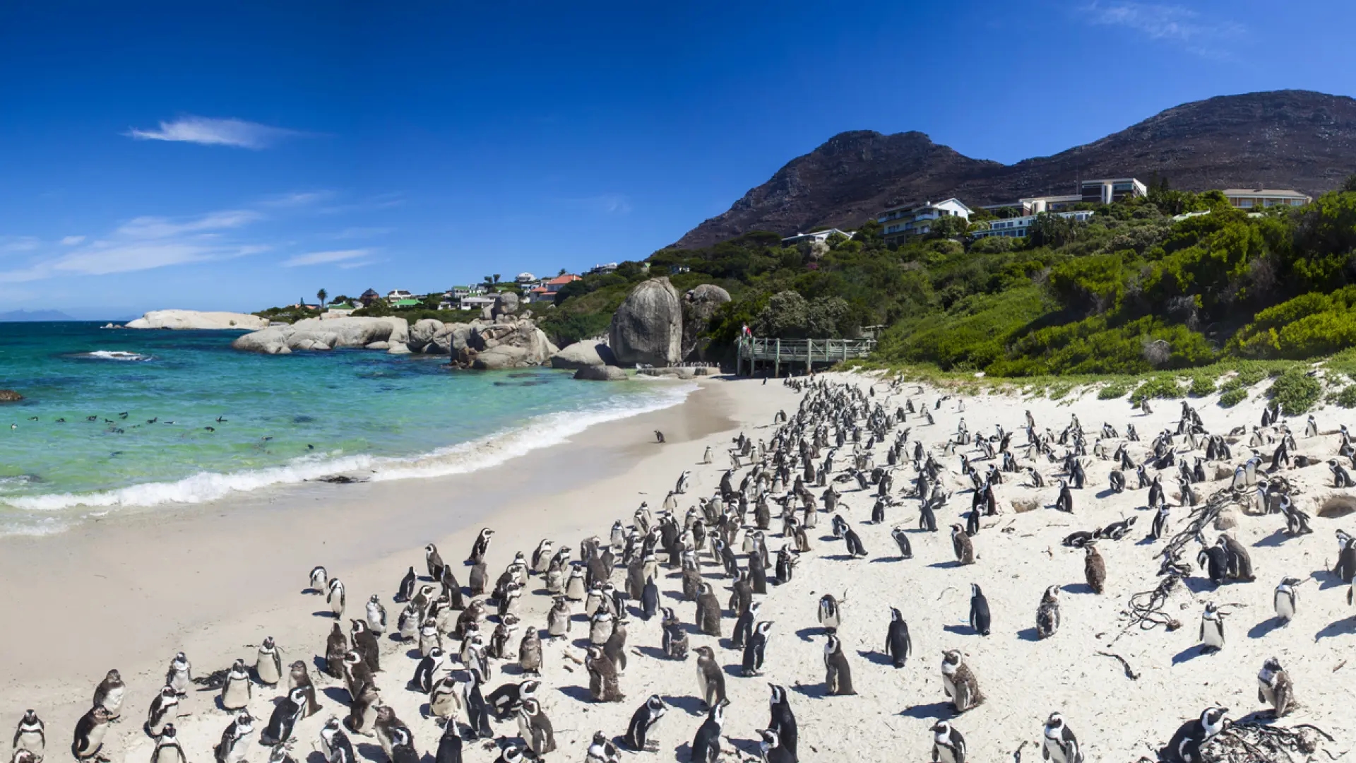 La curiosa playa donde viven 3.000 pingüinos en peligro de extinción