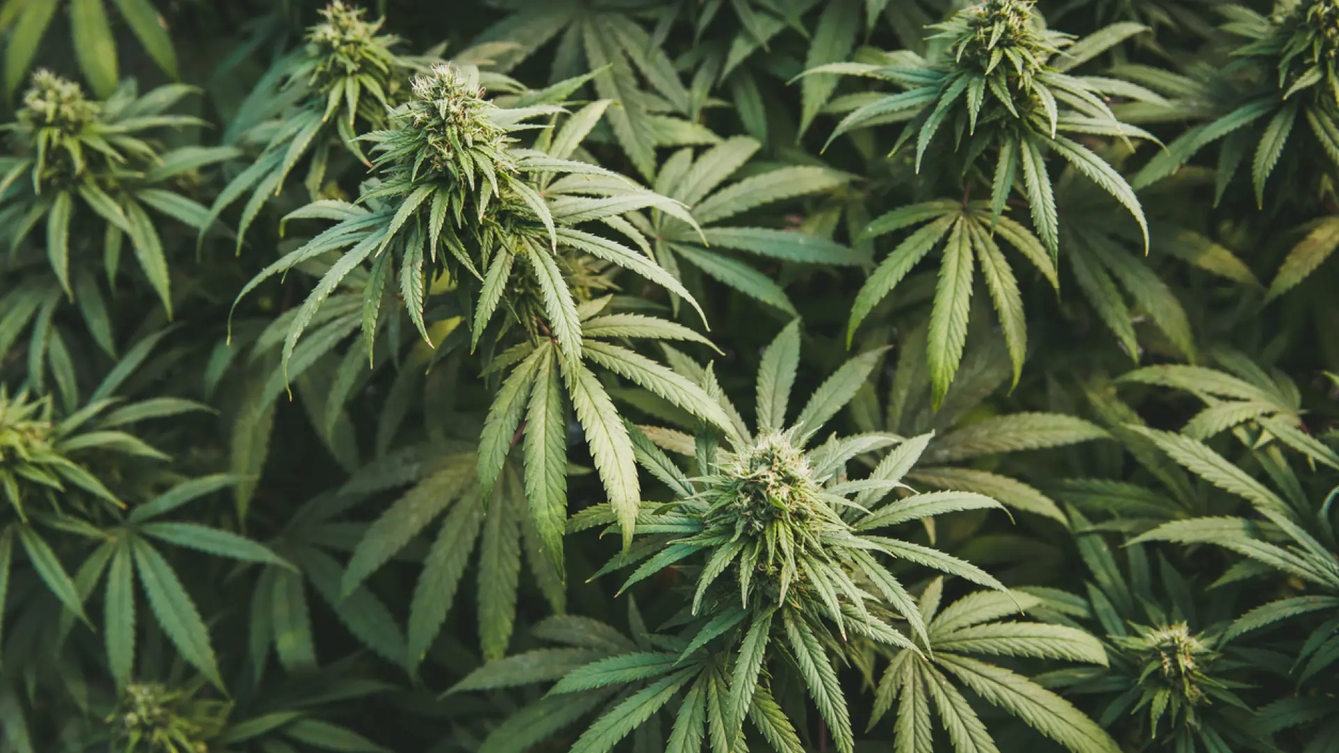 Cannabis increases the risk of type 2 diabetes, according to a new study.