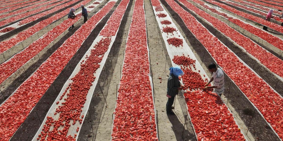 Les droits antidumping réduiront les exportations de tomates mexicaines vers les États-Unis de 7,9 %