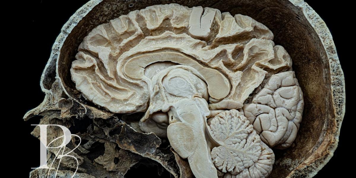 Eine Röntgenaufnahme des Gehirns: Die Macht der Neurologie und Pharmakogenetik