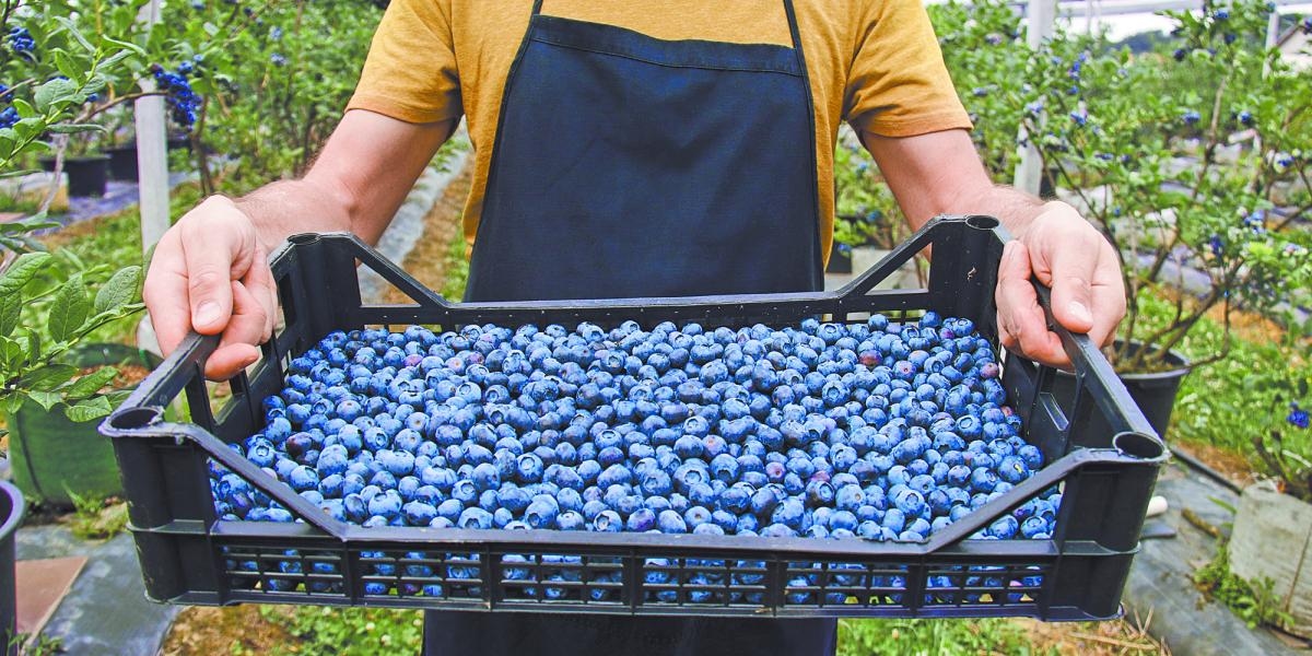 Peru befürchtet Auswirkungen der Zölle auf Blaubeerlieferungen