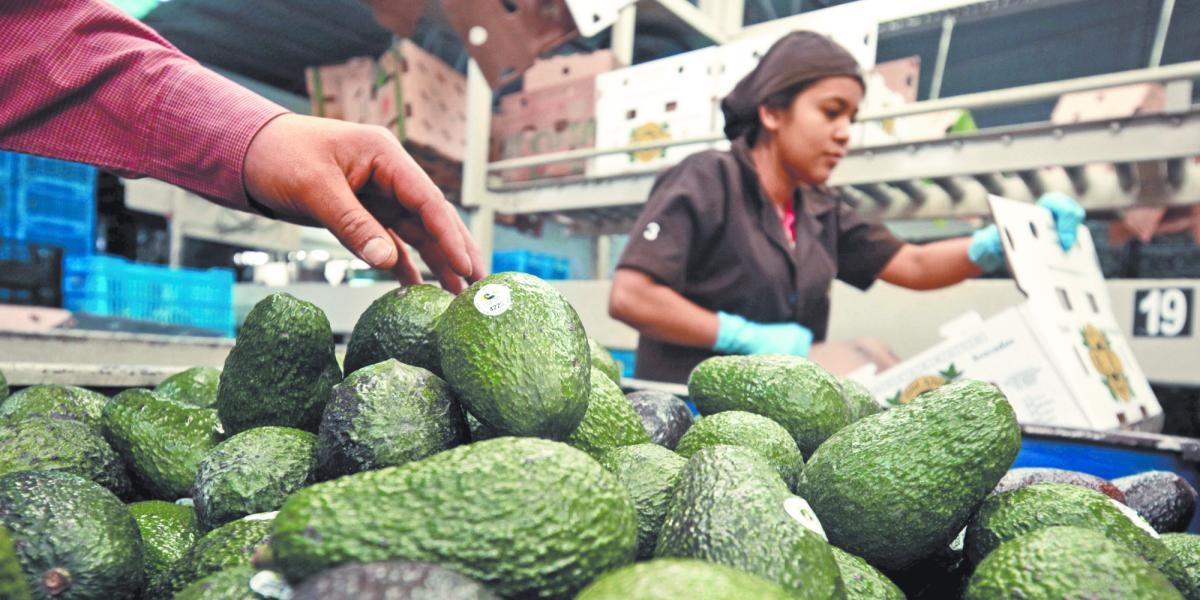 Meksika'nın avokado ihracatının 2025 yılında 4 milyar dolar rekor seviyeye ulaşması bekleniyor.