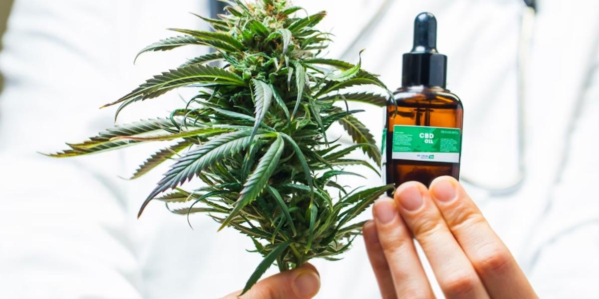 Tıbbi esrarın diyabet hastaları üzerindeki etkileri: Bilinenler ve bilinmeyenler nelerdir?