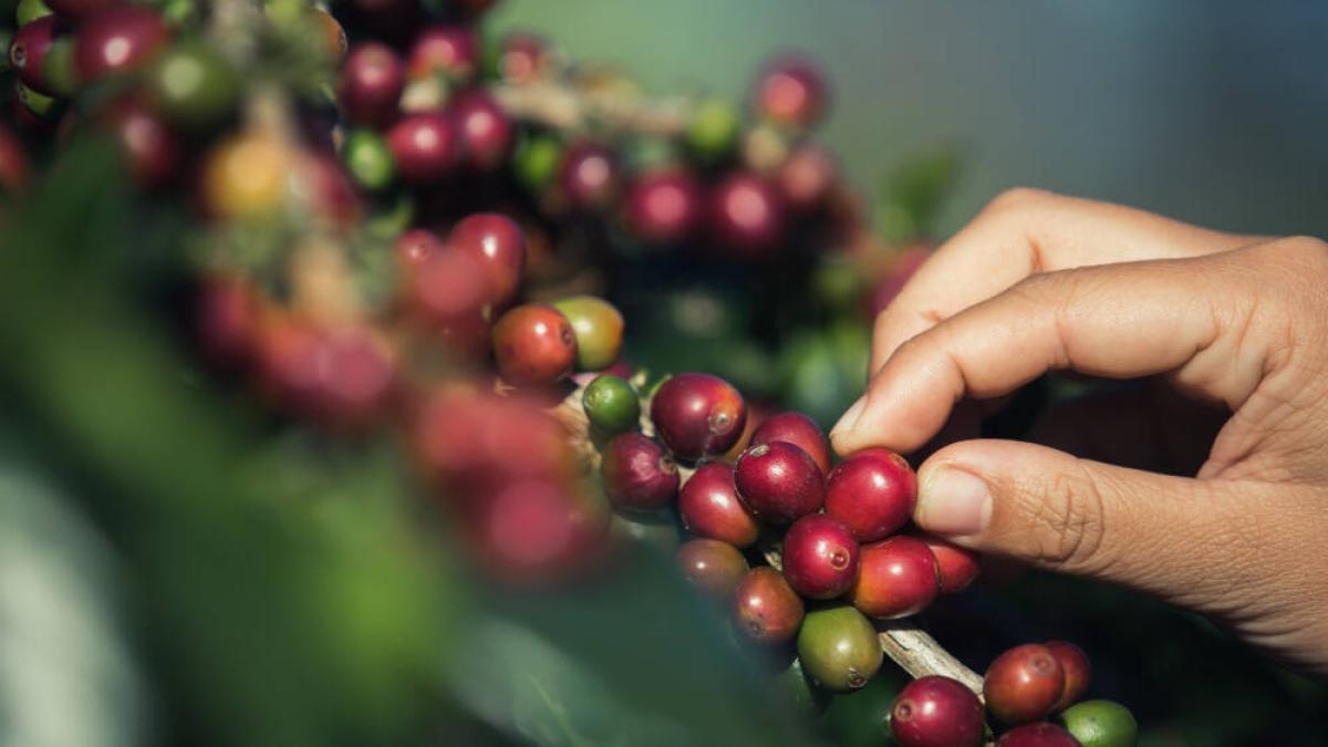 Prix du café aujourd'hui, 15 juillet 2025 : voici comment le prix du grain de café a ouvert