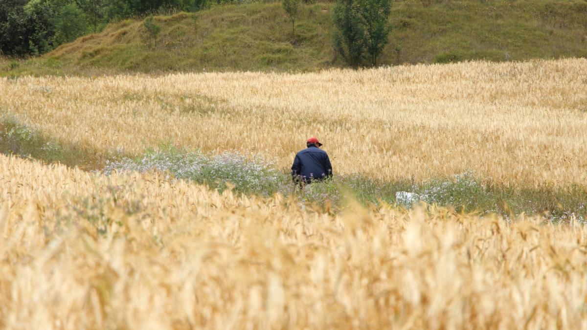 Arts onthult welke granen het beste helpen om op natuurlijke wijze af te vallen