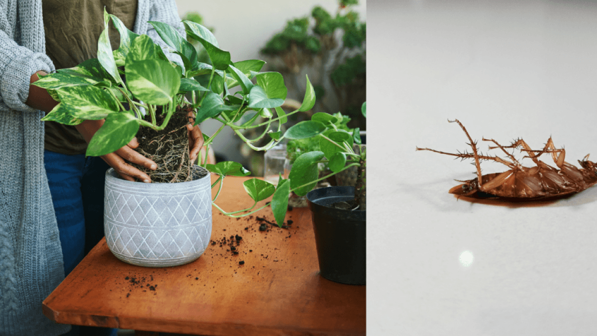 De aromatische plant die kakkerlakken in uw huis op afstand houdt