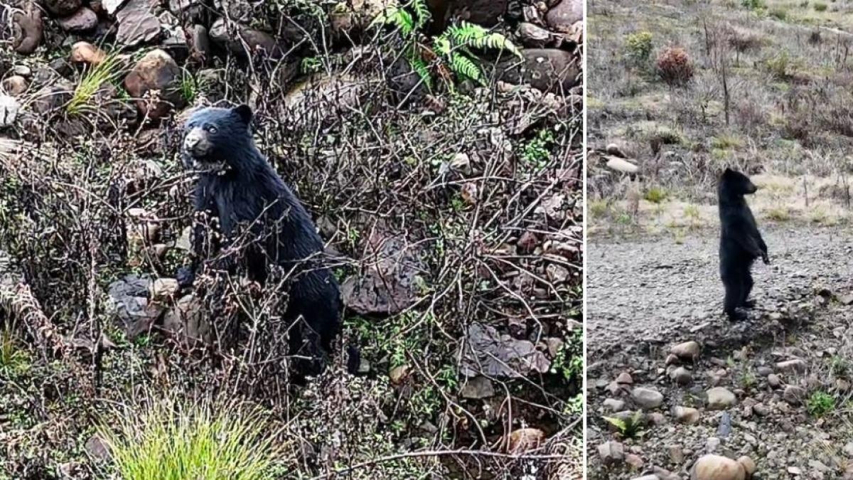 Nagrano, jak Niedźwiedź Spectacled bawi się na wrzosowisku Chingaza: oto konkretna reakcja