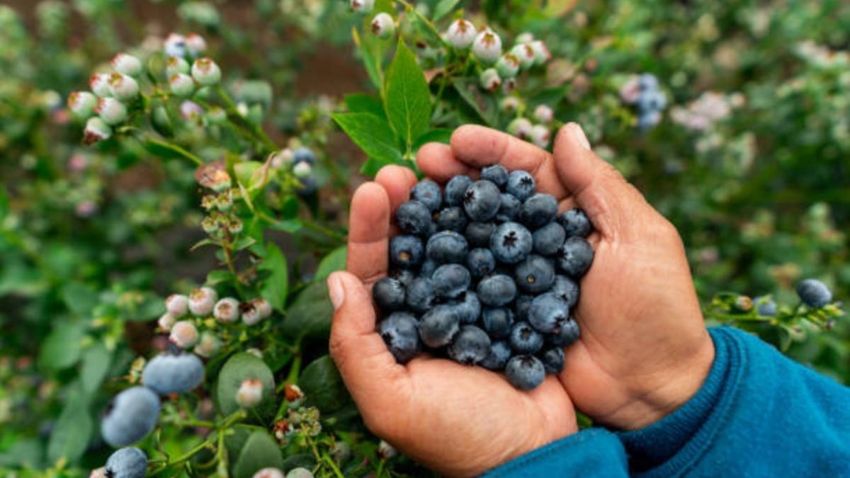 The secret of blueberries: The fruit that helps lower blood pressure, according to a California cardiologist