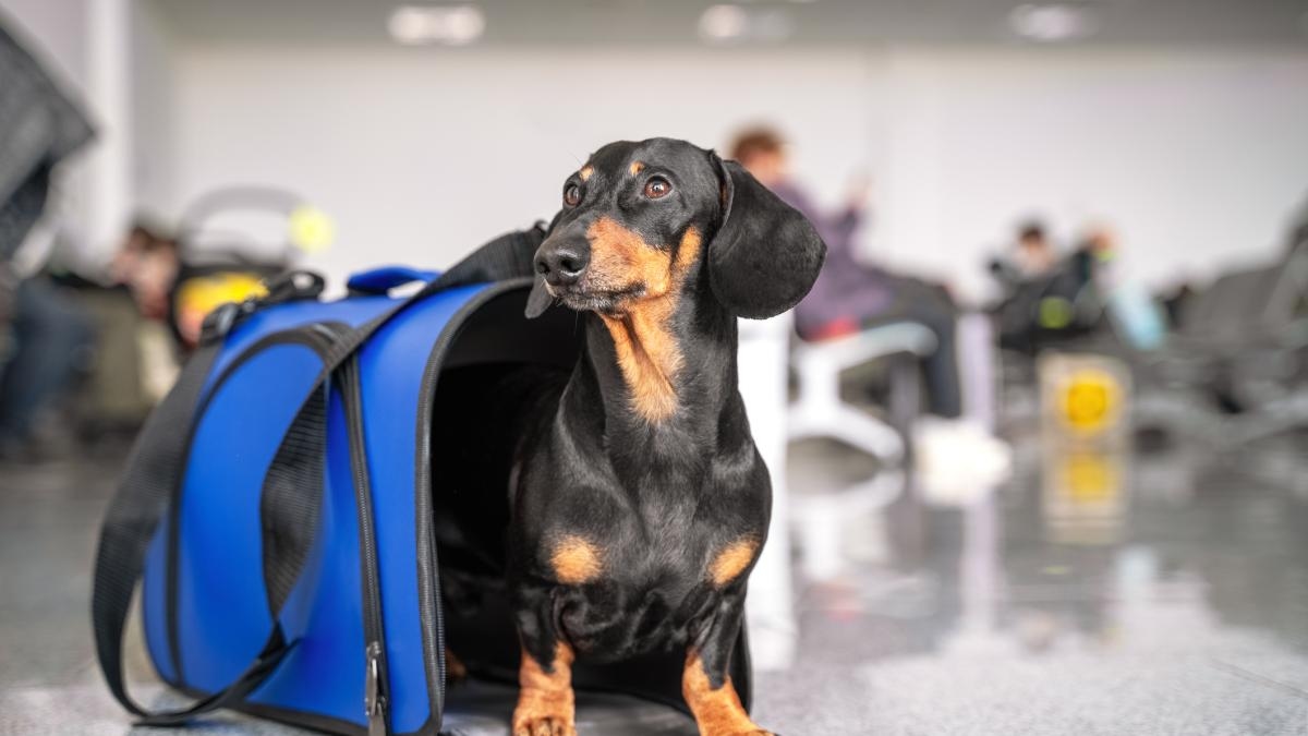 Selon une enquête, 15 % des Colombiens prévoient de voyager avec leurs animaux de compagnie : comment le secteur s'adapte-t-il au tourisme adapté aux animaux de compagnie et quels sont les obstacles ?