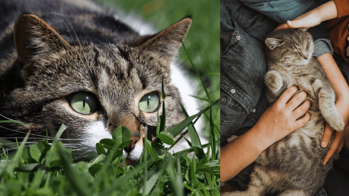 The cat who hunted during World War II so his family wouldn't starve to death