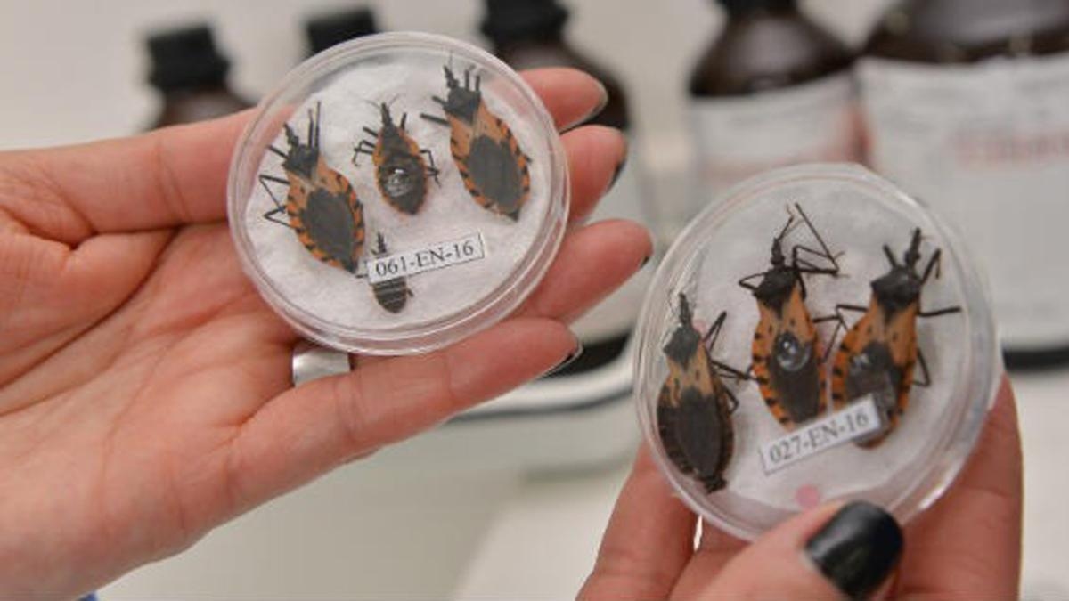 12 millones de colombianos podrían contraer la enfermedad de Chagas, según el Ministerio de Salud