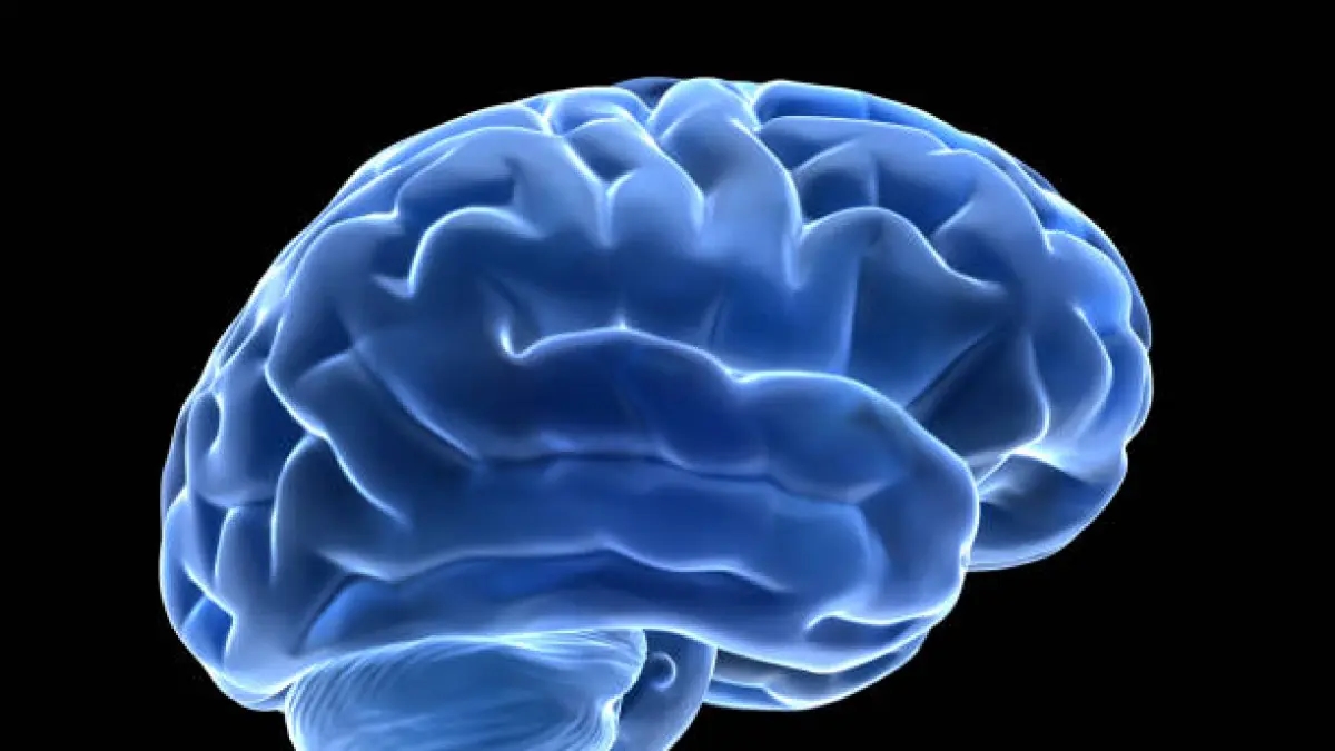 ¿Siente agotamiento mental? Identifican áreas del cerebro que controlan si las personas se rinden o perseveran