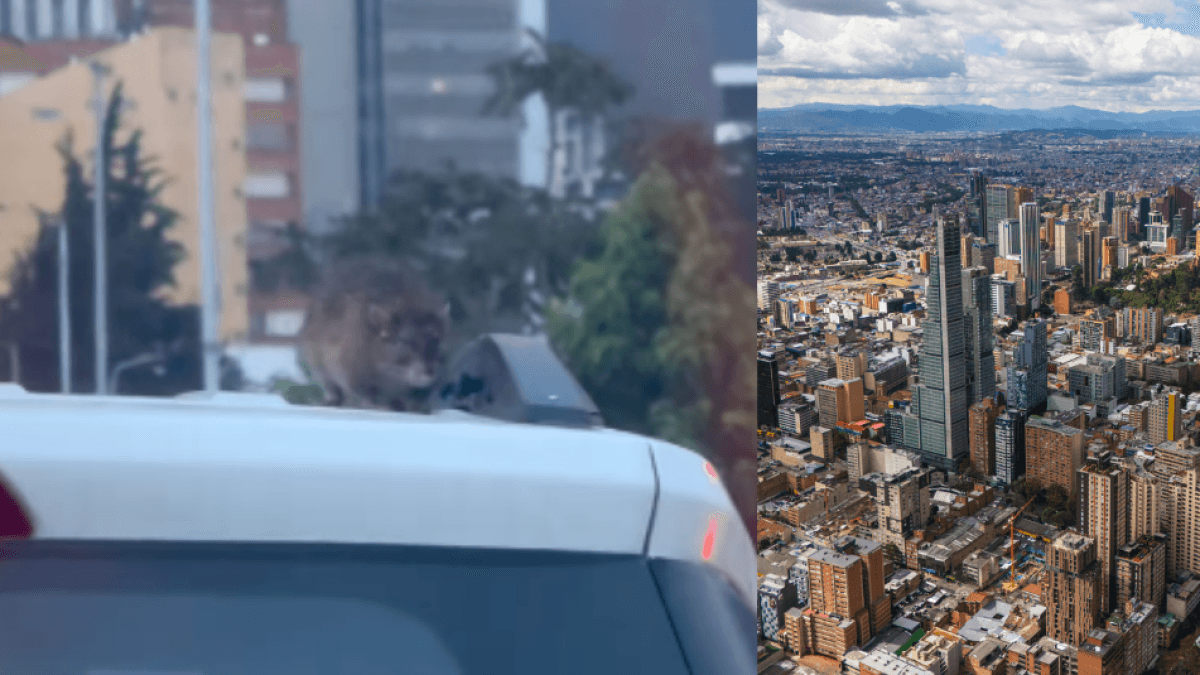 Grabaron a enorme rata sobre el techo de un carro en Bogotá