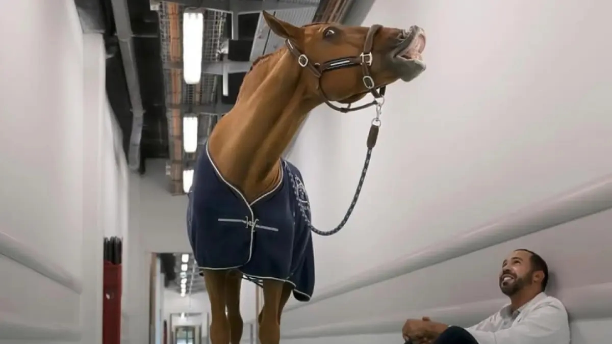 Doctor Peyo, the horse that accompanies terminally ill patients in French hospitals