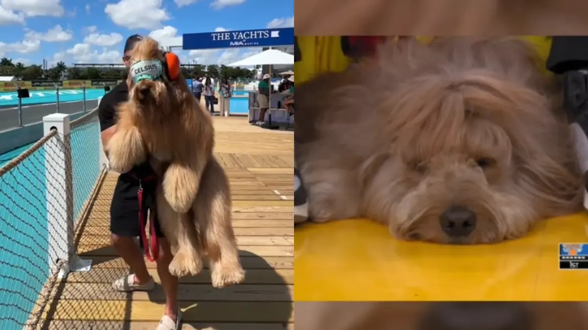 Brodiethatdood, le chien influenceur qui assiste aux plus grands événements sportifs de la NBA, de la MLB et plus encore.