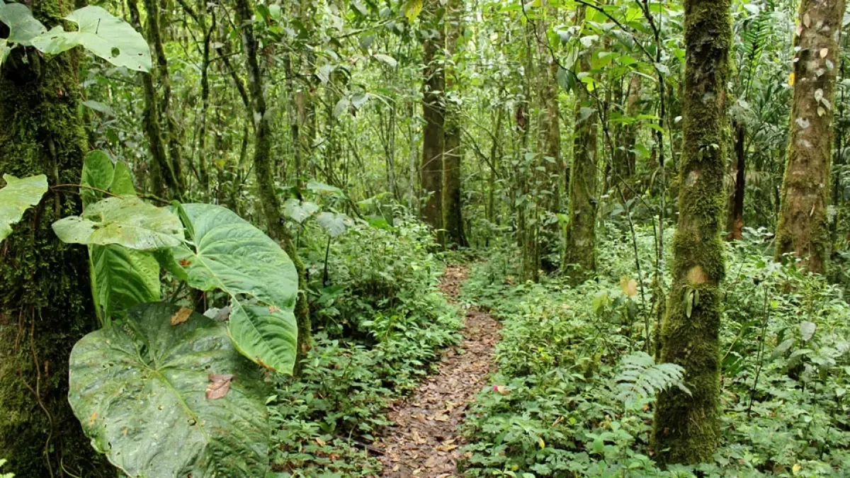 Envie d'explorer la biodiversité colombienne ? Trois parcs nationaux propices à l'écotourisme.