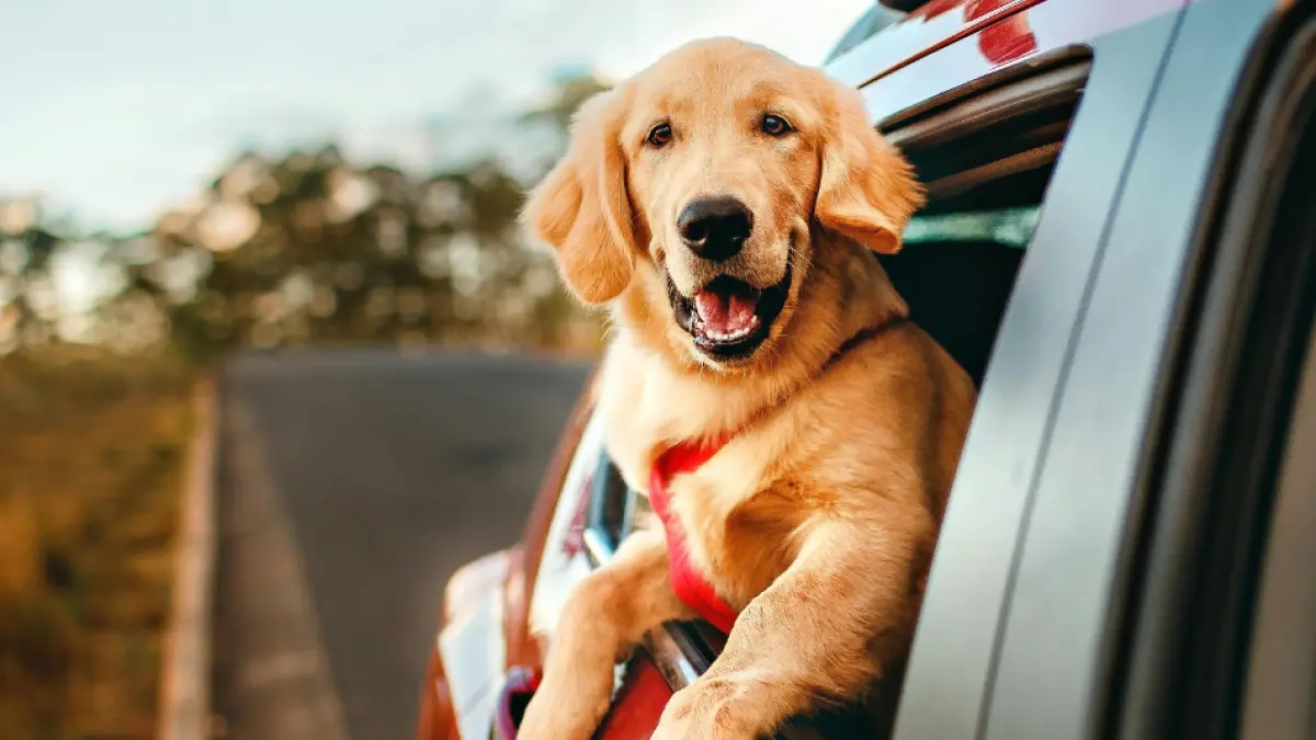 Expertos aseguran que vivir con perros favorece el bienestar emocional y la salud física de los niños