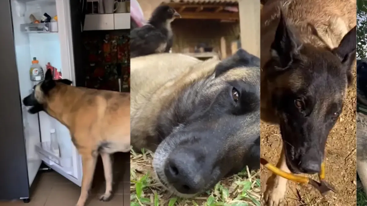 Dit is Guerra, 'de slimste hond van Colombia': ze spreekt perfect Spaans en weet hoe ze koelkasten moet openen.
