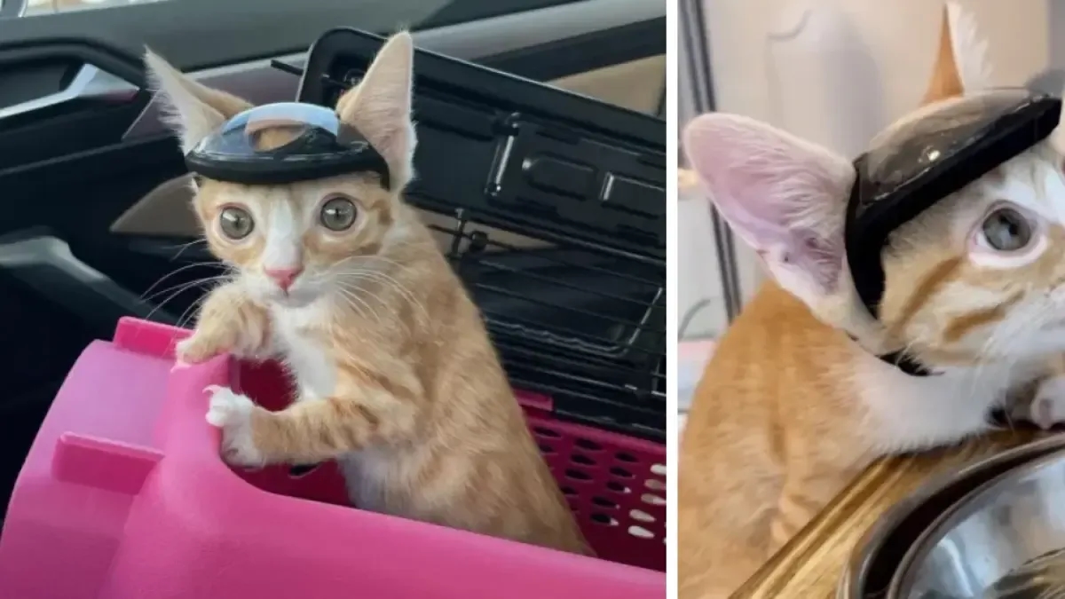 Выдра, маленький кот, который носил специальный шлем, чтобы избежать травм: у него был врожденный дефект