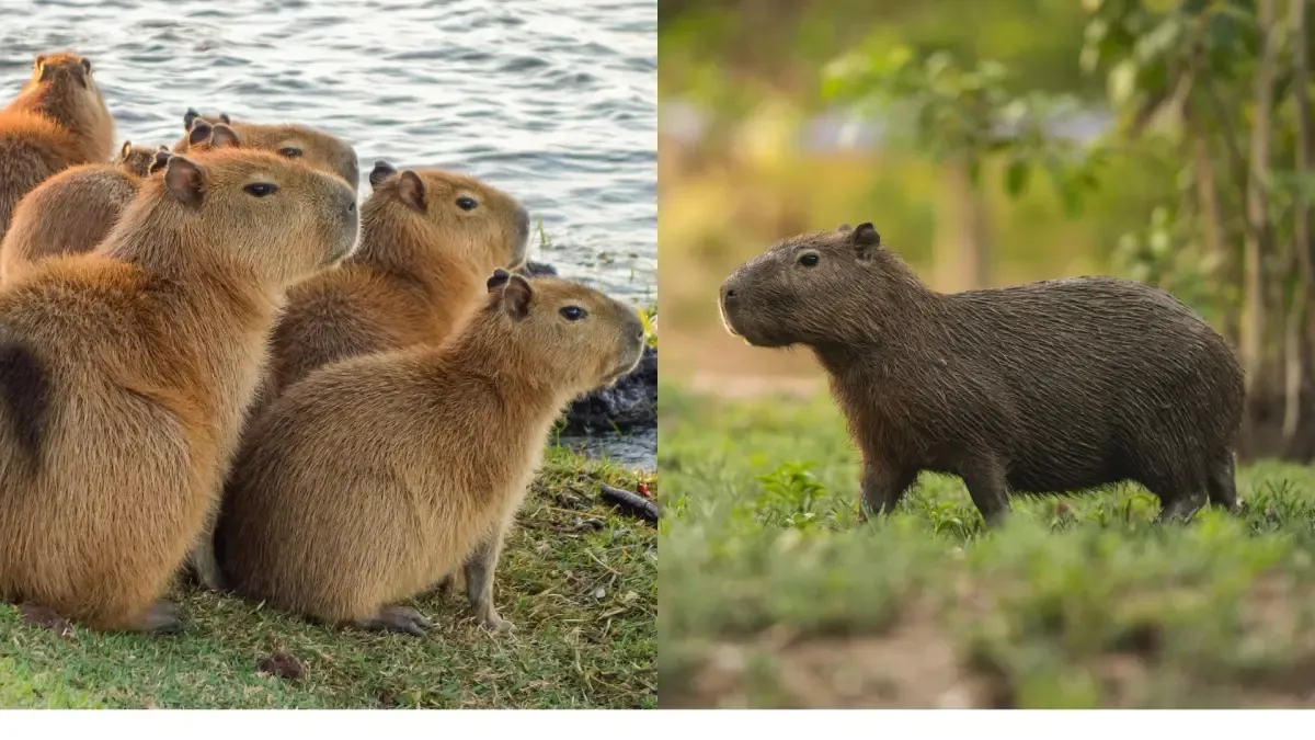 Capivaras ou Chigüiros: As estrelas do TikTok que desempenham um papel importante na preservação do ecossistema sul-americano.