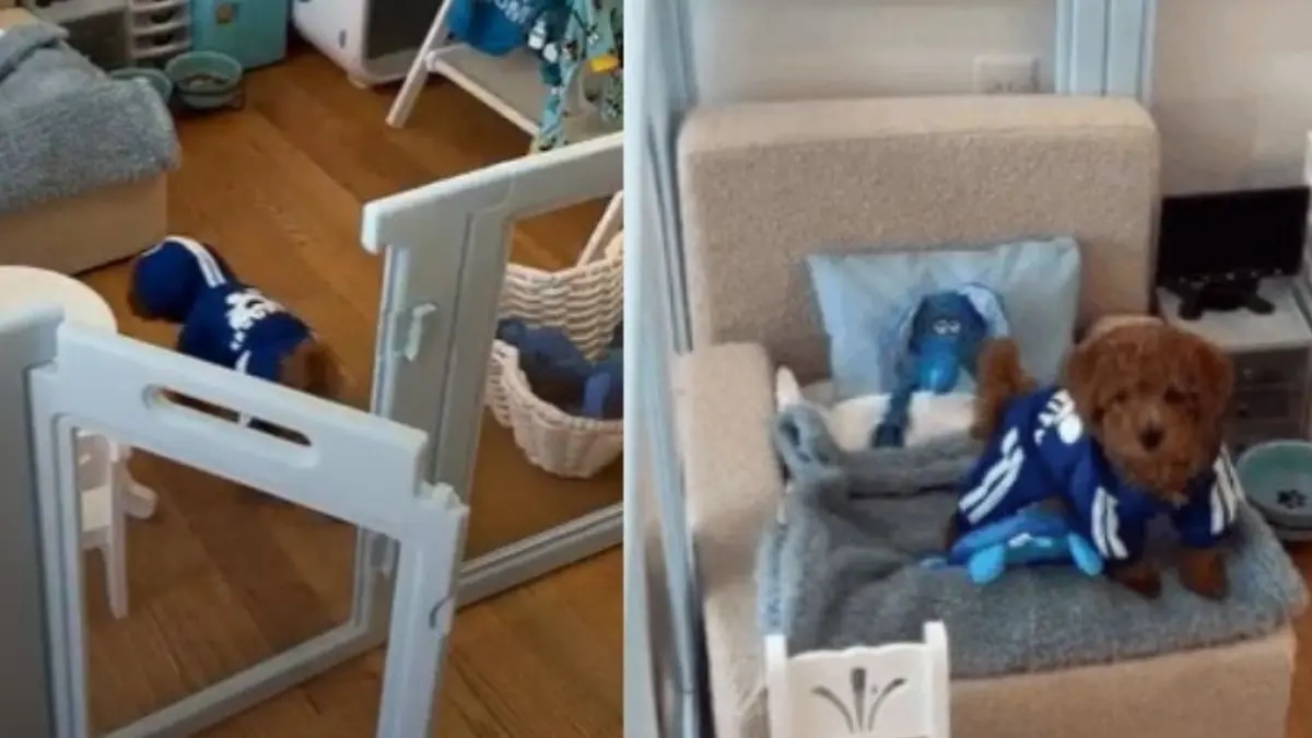 Virale sur les réseaux sociaux : la tendance de concevoir des mini-appartements pour chiens se développe et les avis sont partagés.
