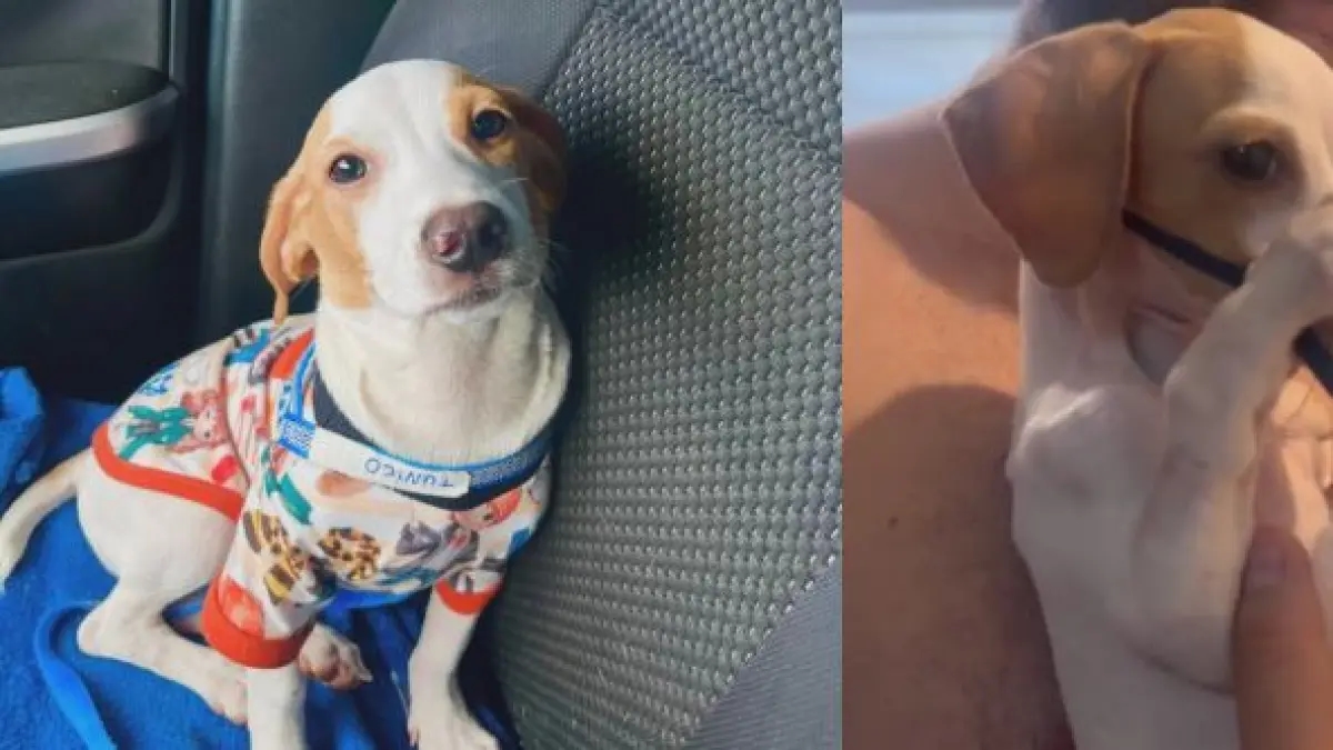 Video | Het verhaal van de hond die viraal ging omdat hij de vernevelaar met zijn poten vasthield; het dier raakte de harten van internetgebruikers.