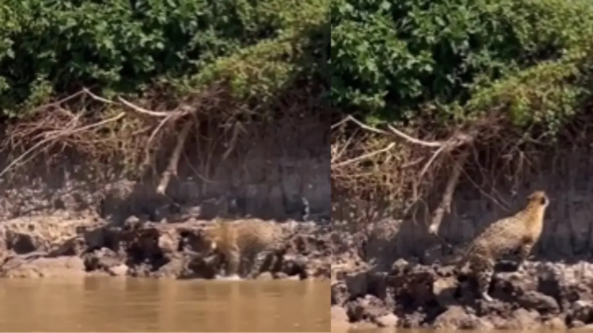 Vídeo | Uma onça luta contra uma sucuri após ela cair de uma árvore nas margens de um rio no Brasil.