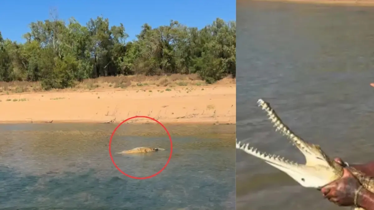 Australian influencer who calls himself the 'real Tarzan' criticized for taunting and wrestling a crocodile 'just for clicks'