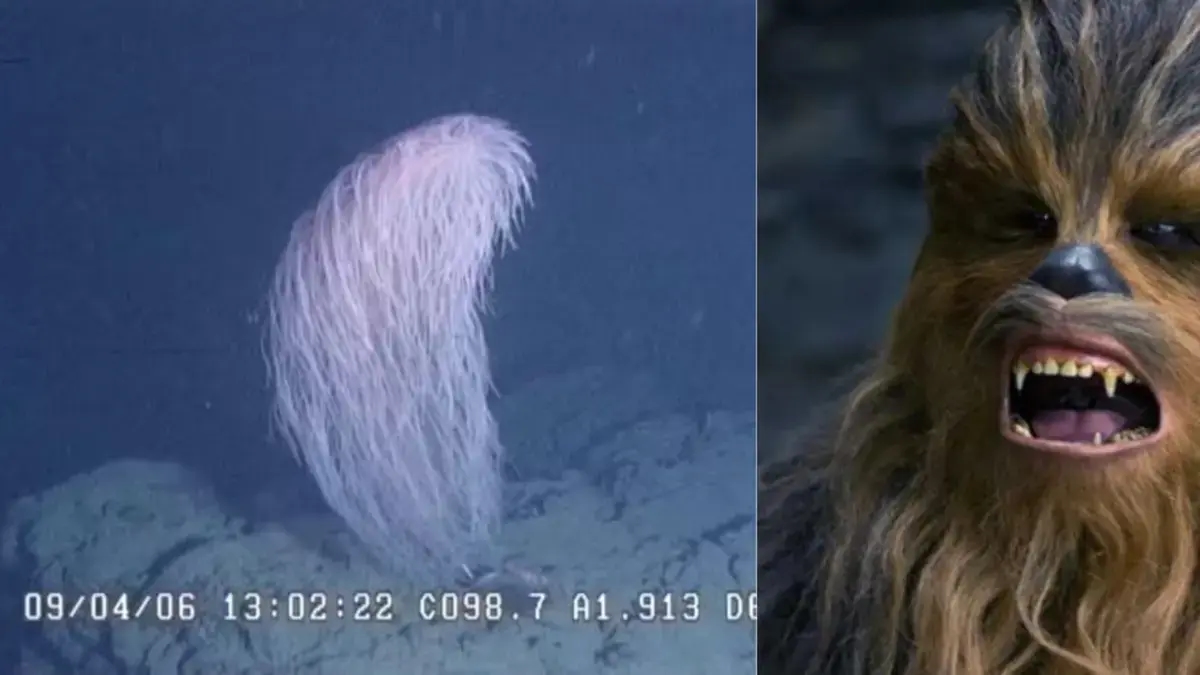 Gli scienziati scoprono "Chewbacca", una nuova specie di corallo che paragonano al personaggio di "Star Wars".