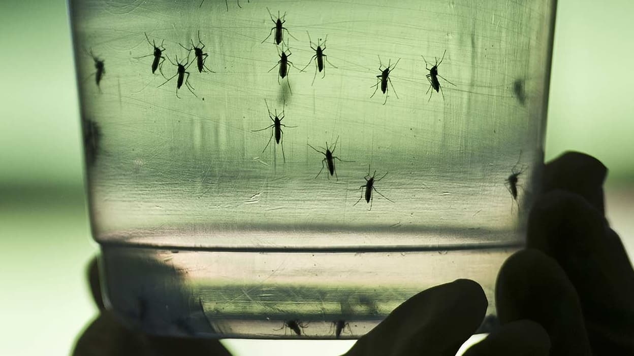 Chikungunya: un sospetto caso indigeno nella Drôme