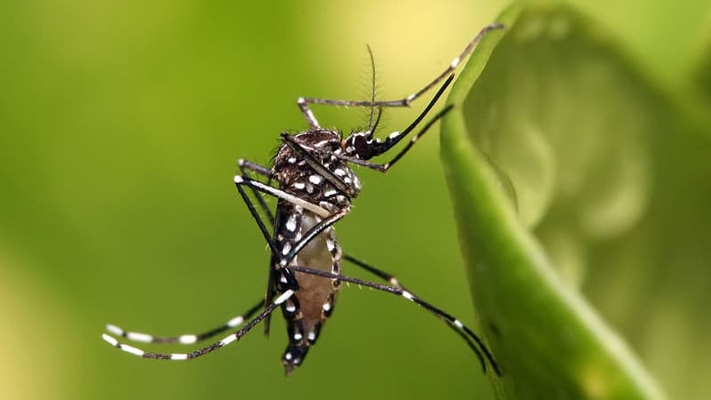 Dengue: first episode of indigenous transmission of the year detected in mainland France, in Auvergne-Rhône-Alpes