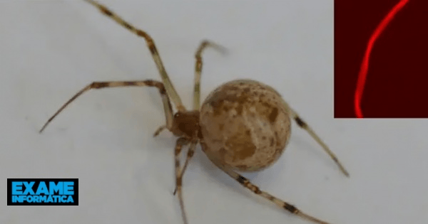 Il ragno geneticamente modificato produce ragnatele rosse