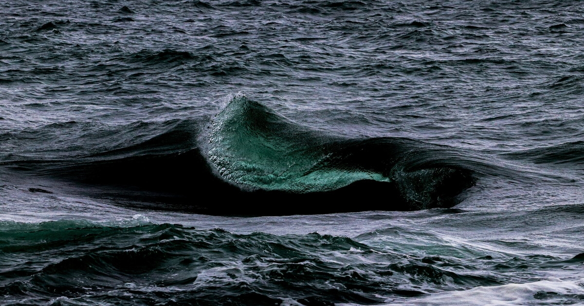 La baleine de Hoare, ou la monstruosité cachée parmi les dangers de l'océan