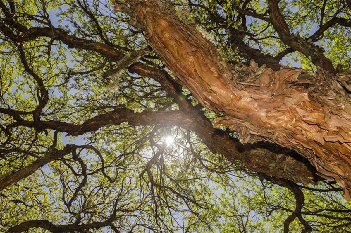Internationale Boomfeestdag: De cruciale rol van Andesbossen voor water en klimaat