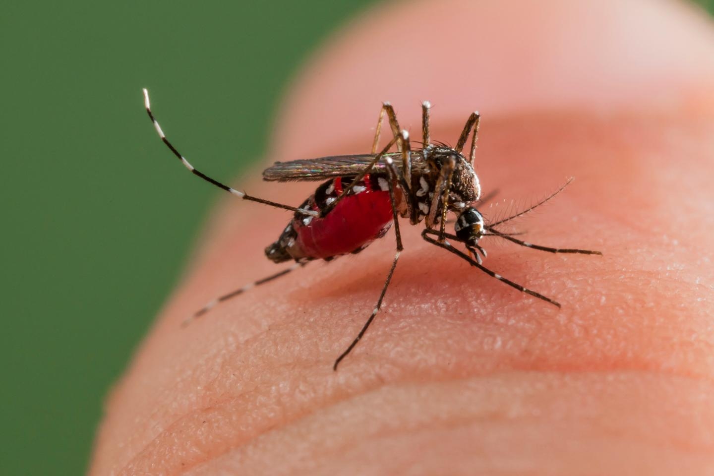 Dengue fever: the first episode of indigenous transmission of the year has been identified in mainland France, in Auvergne-Rhône-Alpes