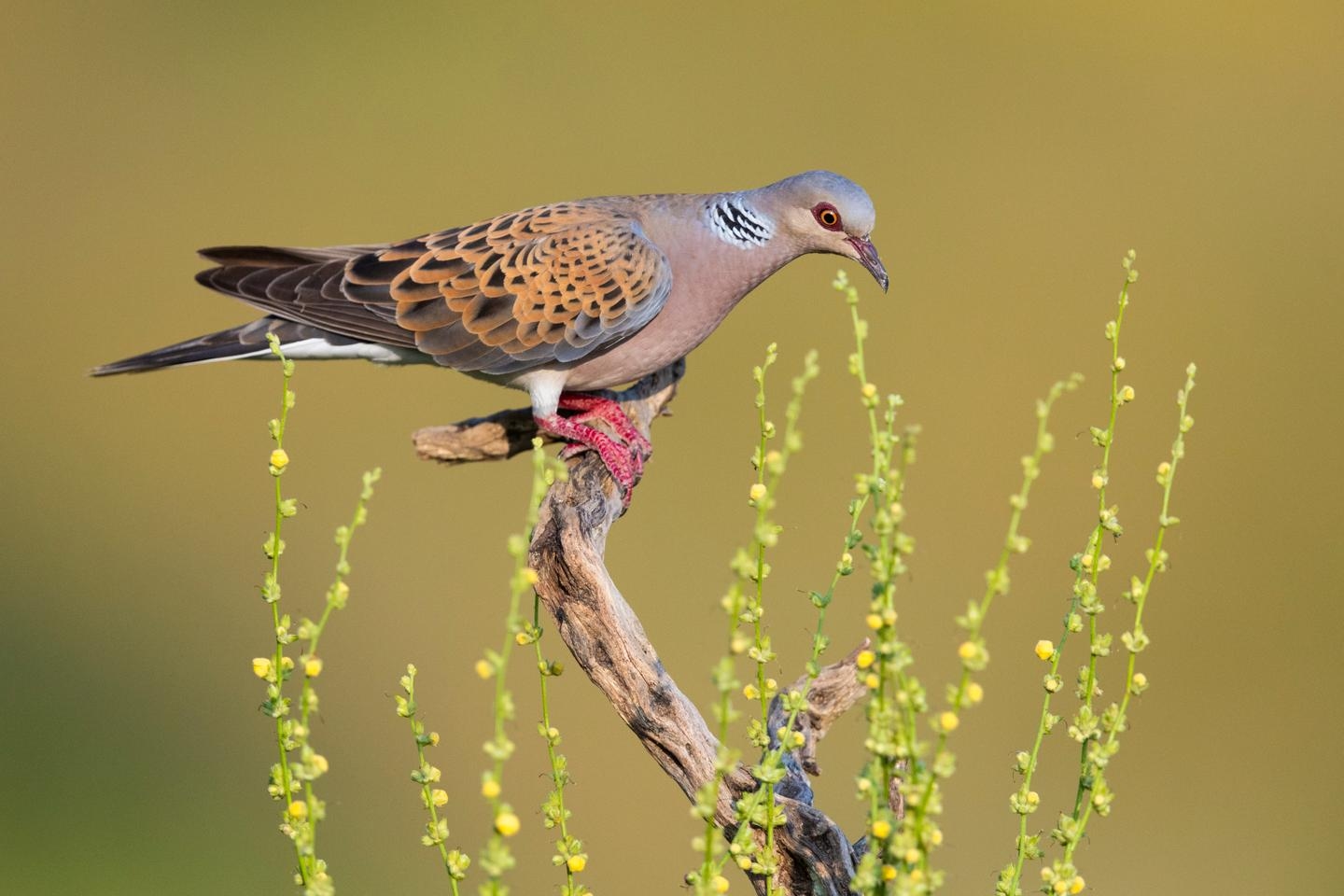 Turtle dove hunting again authorized in France