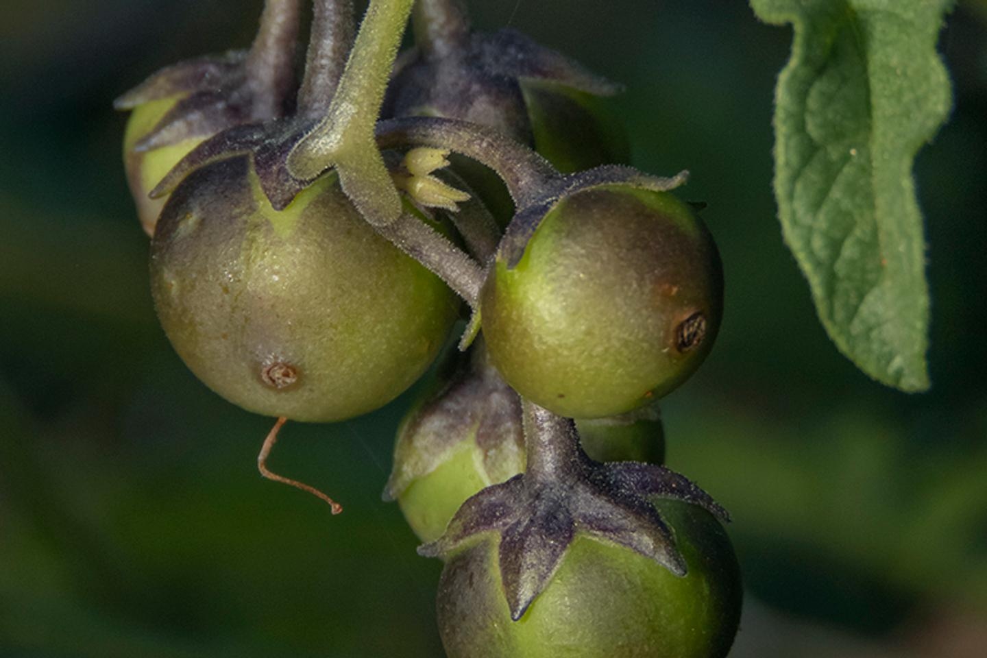 De aardappel heeft zijn voorouder... de tomaat, volgens een recent onderzoek