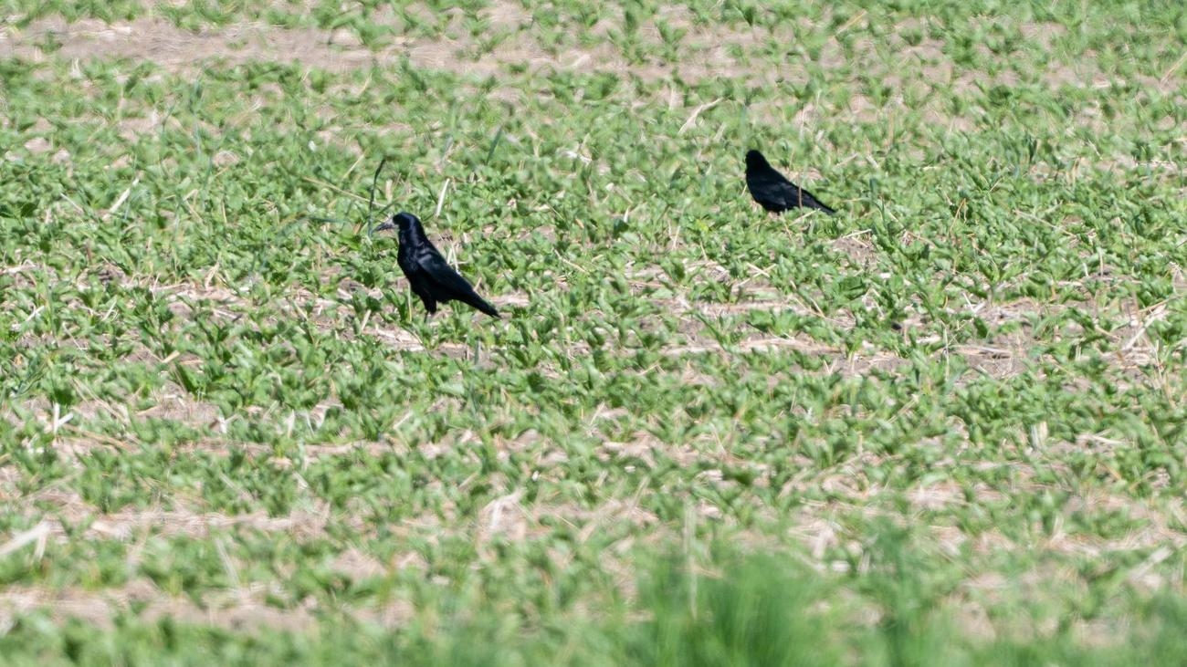 Problemi in agricoltura: proteggere i corvi o sparargli?