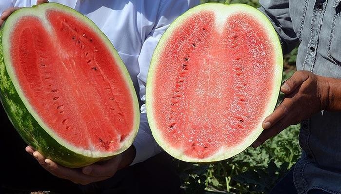 Das verborgene Gesicht der Wassermelone: ​​Sie kann süß und gefährlich sein! Vorsicht beim falschen Verzehr von Wassermelone: ​​Diese Patienten sollten sie mit Vorsicht genießen