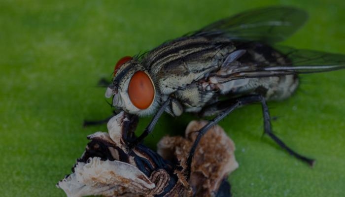 Er ist zurück: Der Parasit „Neuwelt-Schraubenwurm“, der Menschenfleisch frisst, ist zum Albtraum geworden! Er nistet sich in der Nasenhöhle ein und frisst lebendes Gewebe. Er wurde auch bei einem 19 Tage alten Baby beobachtet!