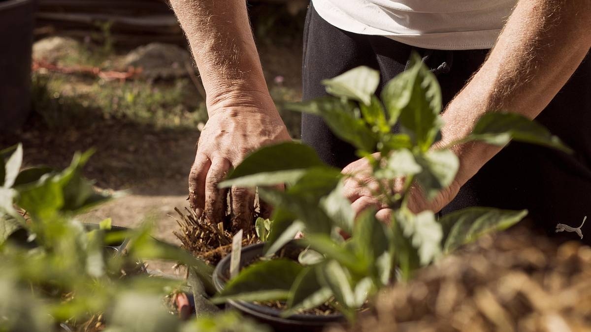 Las autoridades inspeccionarán los jardines de los polacos. Se trata de desperdicios