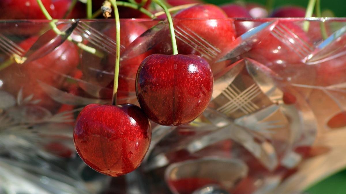 Kirschen teurer denn je, auch die aus Polen. Die Preise sind in die Höhe geschossen